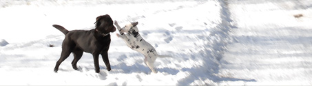 Bild, zwei im Schnee spielende Hunde
